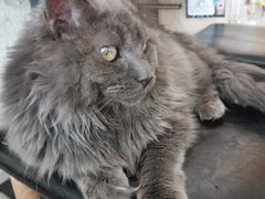 -平行世界·猫咖(首经贸店)