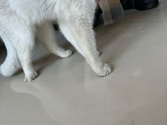 -福懋动物医院·犬猫全科·外科·重症科(杏林分院)