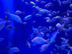 -成都浩海立方海洋公园