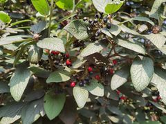 -国家植物园南园