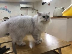 -李小姐の猫咖啡馆(五角场店)