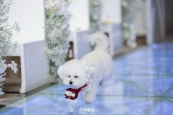 -花嫁丽舍海岛婚礼殿堂(国展店)