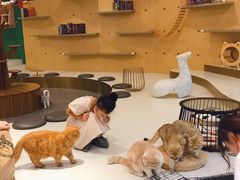 -飞行喵MR PILOT|猫舍·猫咖(静安大融城店)