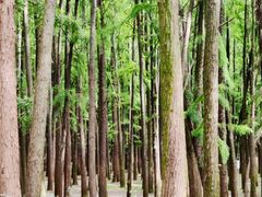 -上海共青森林公园