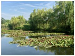 -池杉湖湿地公园