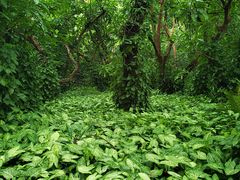 -南宁良凤江国家森林公园