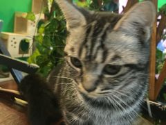 -李小姐の猫咖啡馆(五角场店)