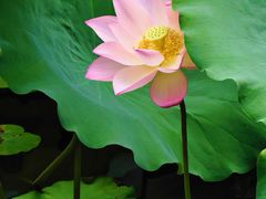 -荔湾湖公园