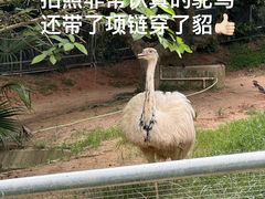 -深圳野生动物园