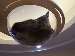 -滚猫咖啡·猫咖·猫友好撸猫(未来城店)