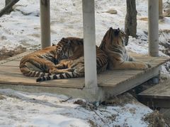 -石家庄市动物园