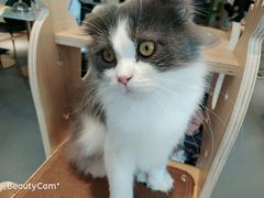 -飞行喵MR PILOT|猫舍·猫咖(静安大融城店)