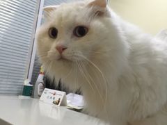 -瑞派·关忠动物医院(国瑞店)