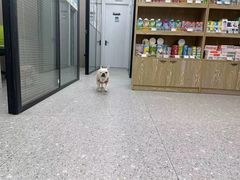 -四月宠物医院·猫专科·心脏专科·内科(转塘店)