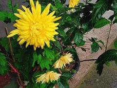 -普陀山慧济禅寺