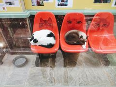 -猫咪博物馆(顶澳仔猫街店)