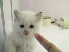 -喵的天空名猫咖啡馆·撸猫·猫舍·用品