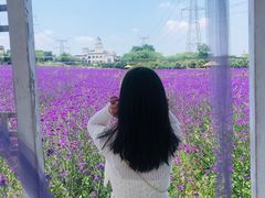 -紫颐香薰山谷景区