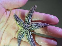 -青岛第三海水浴场