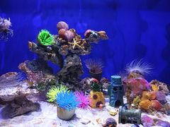 -绿色星球动物主题公园