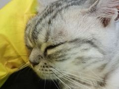 -三花喵·撸猫购宠·宠物生活馆(虹桥南丰城店)