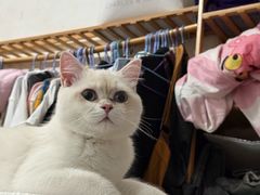 -小猫来了·猫舍(红山六九七九店)