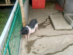 -明珠湖天鹅苑·农家菜馆