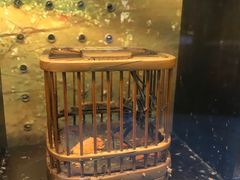 -上海大自然野生昆虫馆(东方明珠·爬宠昆虫探索中心)