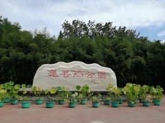 -莲花池公园