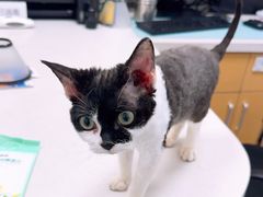 -艾贝尔宠物医院·宠保定点·超声绝育·免疫点(樱花路店)