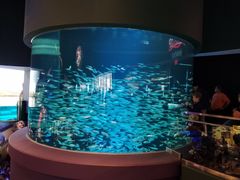-瑞普利水族馆