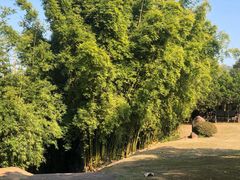 -九曲溪竹筏码头