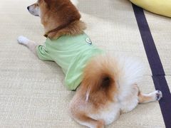 -逗柴咖啡屋·狗咖猫咖宠物桌游