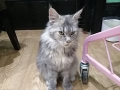 -猫色咖啡·猫咖
