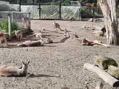 -可伦宾野生动物保护区
