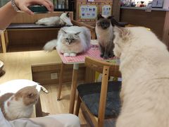 -滚猫咖啡·猫咖·猫友好撸猫(未来城店)