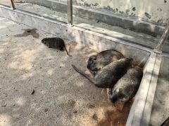 -苏州太湖西山岛开心农场
