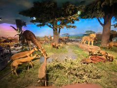 -国家自然博物馆