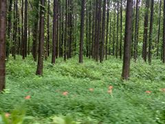 -黄海国家森林公园