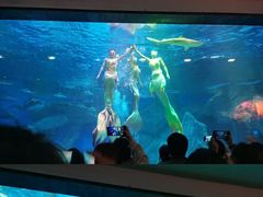 -海合安成都极地海洋公园