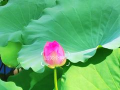 -荔湾湖公园