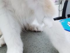 -安安宠医安欣宠物医院