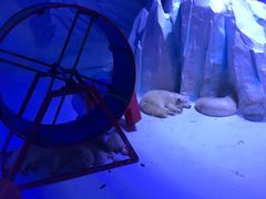 -海合安成都极地海洋公园