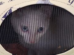 -pd派德宠物中心医院24H急重症·眼科中心·血液透析中心(嵩山北路店)