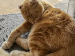 -平行世界·猫咖(首经贸店)