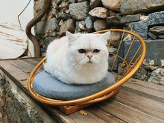 -喵屿·大理花园猫咖