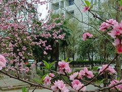 -武汉大学-樱园