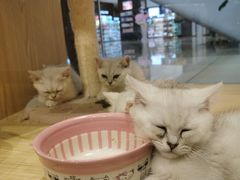 -屋虎猫馆(宝安大仟里店)