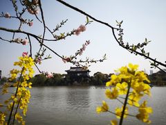 -南汇桃花村