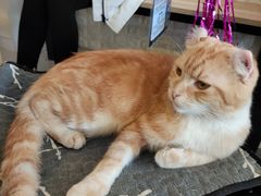 -平行世界·猫咖(首经贸店)